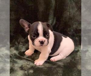 French Bulldog Puppy for sale in JOHNS ISLAND, SC, USA