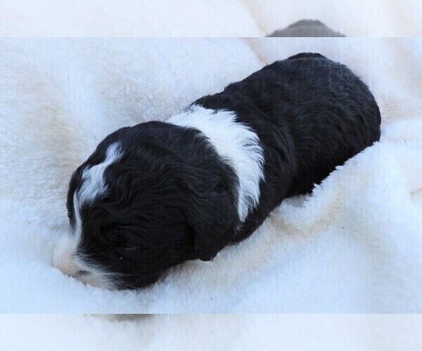 Medium Photo #4 Bordoodle Puppy For Sale in CARLISLE, KY, USA