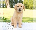 Small #1 Golden Retriever