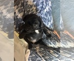 Small Photo #26 Frenchie Pug Puppy For Sale in BLOOMINGTON, IL, USA