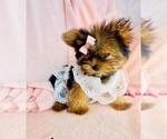 Small #9 Yorkshire Terrier