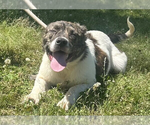 Medium Photo #2 Australian Shepherd-Unknown Mix Puppy For Sale in Wetumpka, AL, USA
