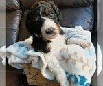 Small #4 Bernedoodle