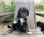 Small Photo #17 Gollie Puppy For Sale in SANTA ROSA BEACH, FL, USA