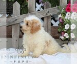 Small #1 Bichpoo