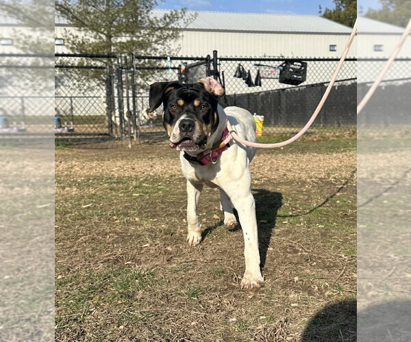 Medium Photo #2 Mutt Puppy For Sale in Evansville, IN, USA