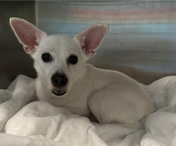 Medium Photo #8 Chihuahua-Unknown Mix Puppy For Sale in New York, NY, USA