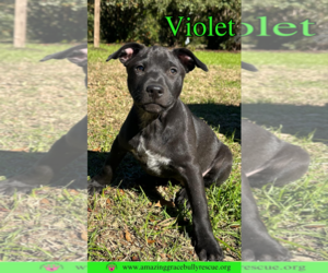 Violet - Female Labrador Retriever-Unknown Mix Dog for Adoption - Photo #13