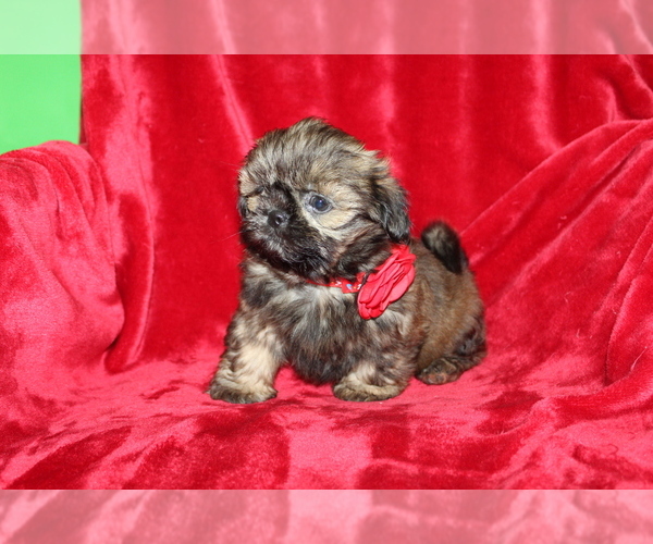 Medium Photo #8 Shih Tzu Puppy For Sale in LIVE OAK, FL, USA