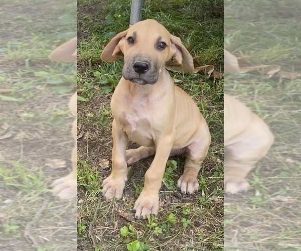 Medium Photo #35 Great Dane Puppy For Sale in CLOVER, SC, USA