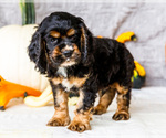 Small #3 Cocker Spaniel