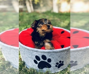 Yorkshire Terrier Puppy for sale in LOS ANGELES, CA, USA