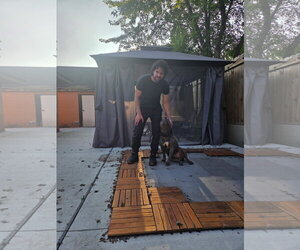 Lucky - Male Staffordshire Bull Terrier-Unknown Mix Dog for Adoption - Photo #3