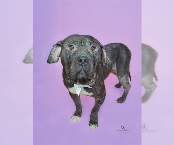 Medium Photo #2 American Bulldog Puppy For Sale in Forestville, MD, USA