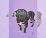 Small #1 American Bulldog