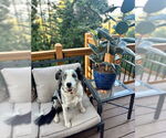 Small #3 Australian Shepherd