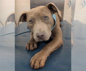 Bulldog-Unknown Mix Dogs for adoption in Mobile, AL, USA