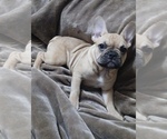 Puppy Rosie French Bulldog