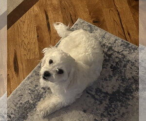 Briella - Female Maltese Dog for Adoption - Photo #9
