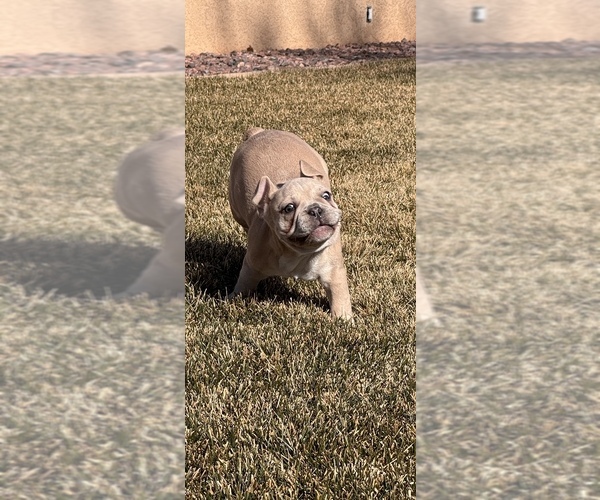 Medium Photo #5 French Bulldog Puppy For Sale in PUEBLO, CO, USA