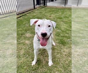 Argentinian Mastiff Dogs for adoption in Temple, TX, USA