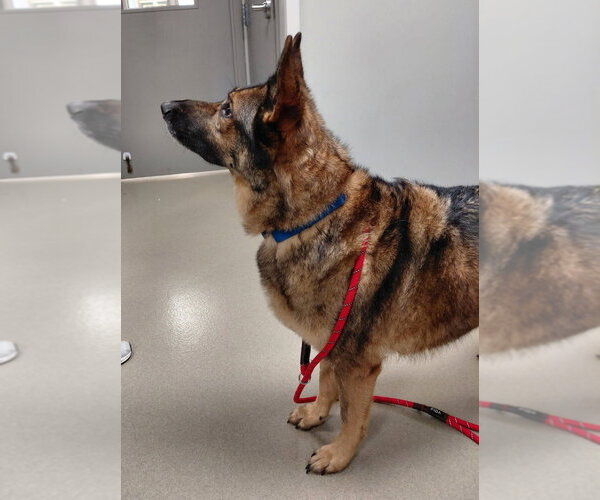 Medium Photo #4 German Shepherd Dog Puppy For Sale in South Bend, IN, USA