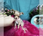 Small #4 Chihuahua