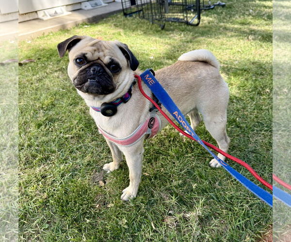 Medium Photo #1 Pug Puppy For Sale in Lake Elsinore, CA, USA