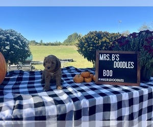 Goldendoodle (Miniature) Puppy for sale in BULLS GAP, TN, USA