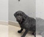 Small Goldendoodle