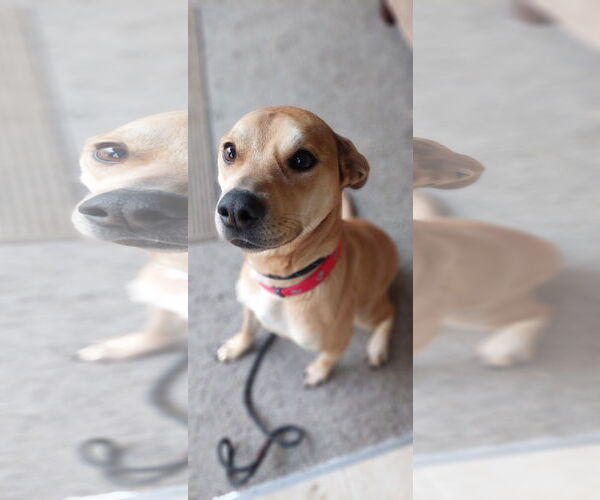 Medium Photo #4 Labrador Retriever-Staffordshire Bull Terrier Mix Puppy For Sale in Bellevue, WA, USA