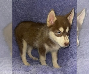 Siberian Husky Puppy for sale in SANDY HOOK, KY, USA