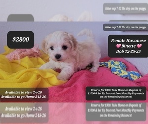 Havanese Puppy for sale in TUCSON, AZ, USA