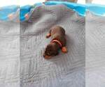 Small Photo #20 Doberman Pinscher Puppy For Sale in GOLDSBORO, NC, USA