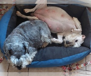 Mother of the Schnauzer (Miniature) puppies born on 02/12/2023
