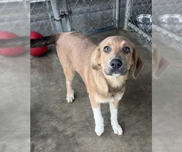 Medium Photo #1 Anatolian Shepherd-German Shepherd Dog Mix Puppy For Sale in Pryor, OK, USA