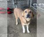 Small Anatolian Shepherd-German Shepherd Dog Mix