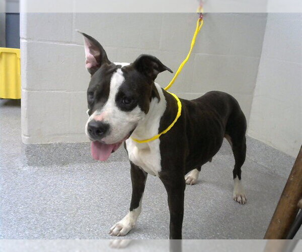 Medium Photo #1 American Pit Bull Terrier-Unknown Mix Puppy For Sale in Pasadena, TX, USA