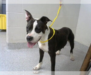 American Pit Bull Terrier-Unknown Mix Dogs for adoption in Pasadena, TX, USA