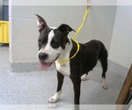 Small American Pit Bull Terrier Mix
