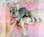 Small #15 French Bulldog