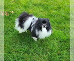 Small #6 Pomeranian
