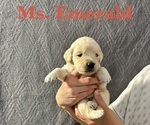 Puppy Emerald English Cream Golden Retriever