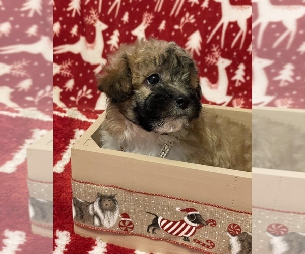 Medium Photo #1 ShihPoo Puppy For Sale in CUMBERLAND, MD, USA