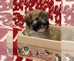 Small Photo #1 ShihPoo Puppy For Sale in CUMBERLAND, MD, USA