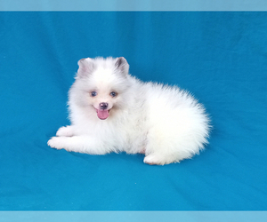 Pomeranian Puppy for sale in WEST PALM BEACH, FL, USA