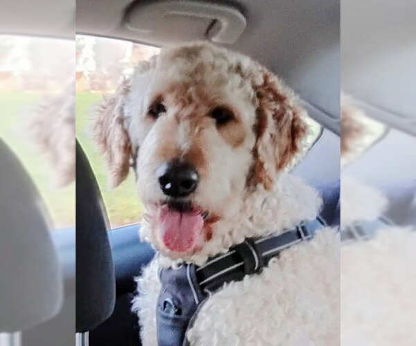 Medium Photo #1 Goldendoodle Puppy For Sale in Oakland Park, FL, USA