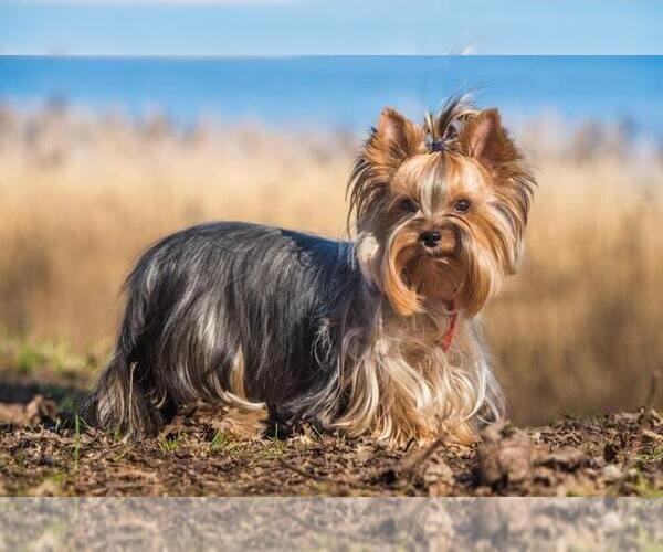 Medium Photo #1 Yorkshire Terrier Puppy For Sale in HOMESTEAD, FL, USA
