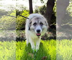 Small #5 Great Pyrenees