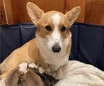 Small Photo #1 Pembroke Welsh Corgi Puppy For Sale in GRAND RAPIDS, MI, USA